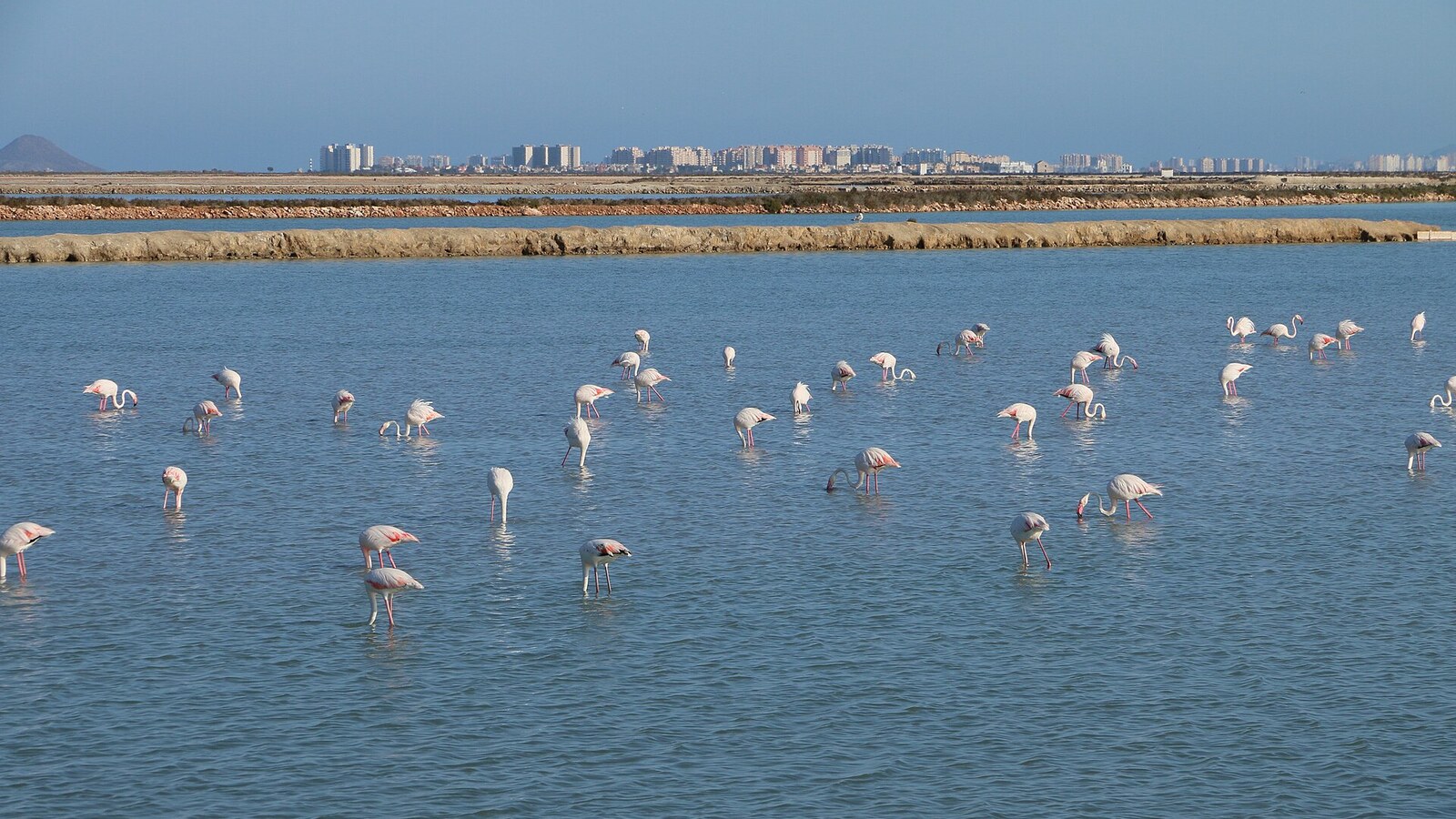 Flamingos im flachen Wasser der Salinen von San Pedro del Pinatar, im Hintergrund La Manga.