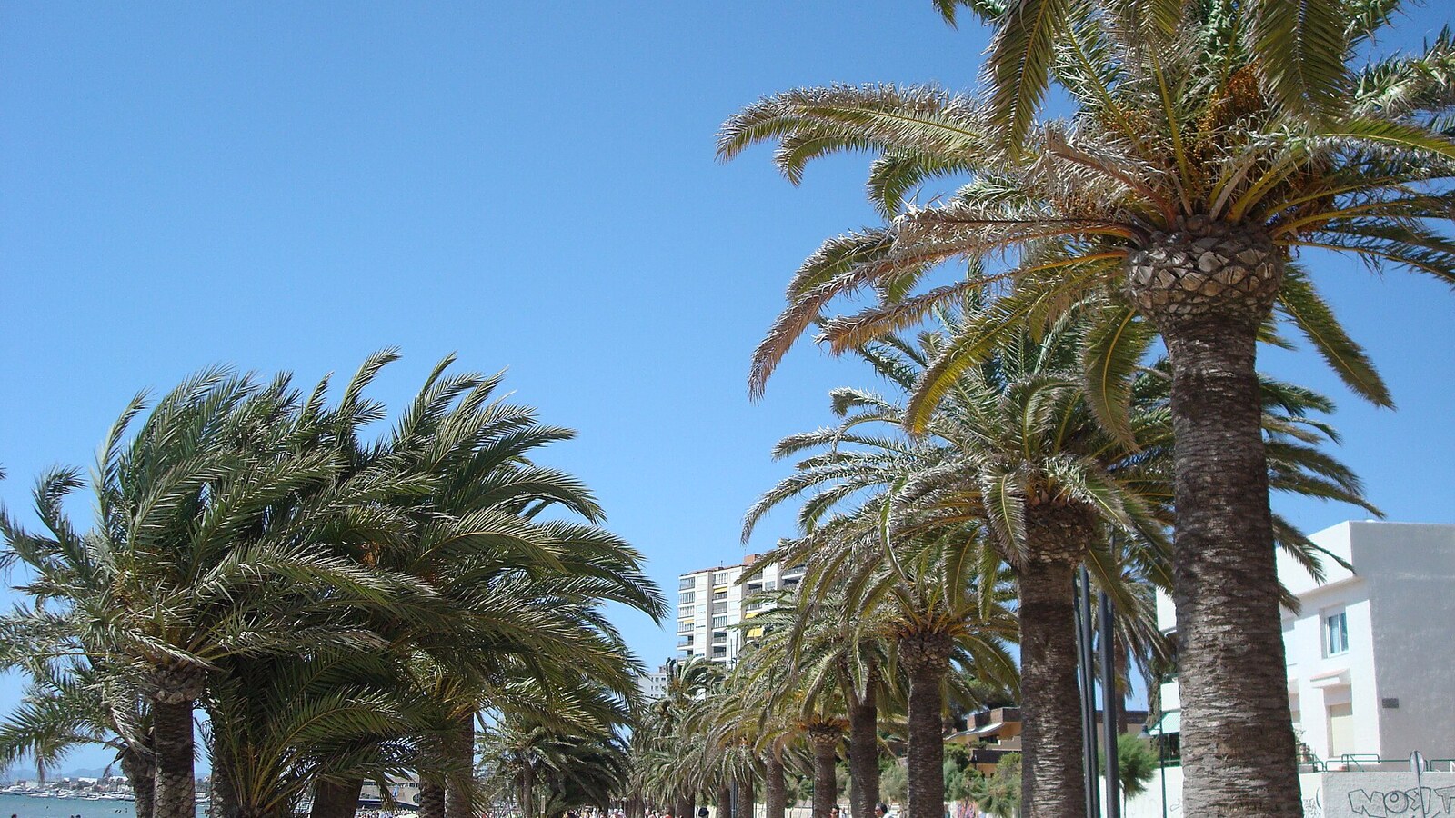 Palmen an der Promenade von Santiago de la Ribera am Mar Menor.